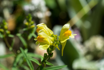 Echtes Leinkraut - Blüte