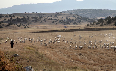 Obraz premium sheep grazing on the field