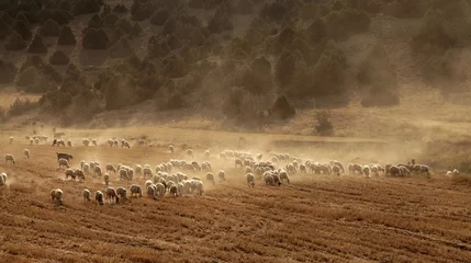 Papier Peint photo autocollant Moutons sheep grazing on the field