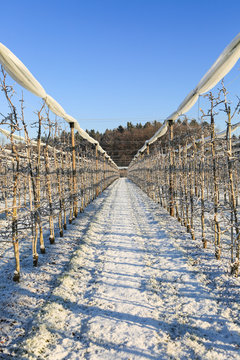 Bodensee Obstbau im Winter