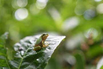 アマガエルとあじさい
