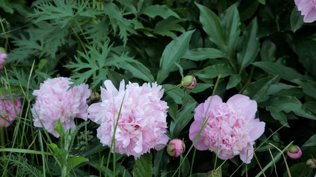 Beautiful peonies on the flower garden of the botanical garden, 4k