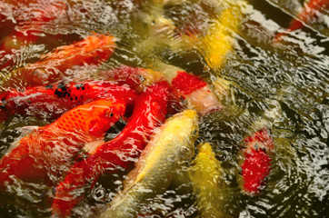Obraz na płótnie Canvas Crap of Koi fish in pool
