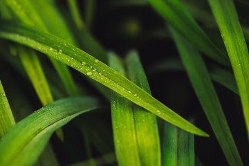 Natural vivid shiny green grass with dew drops close-up with copy space. Pure, pleasant, rich greenery with rain drops in macro. Background from green textured plants in rainy weather. Imperfect.