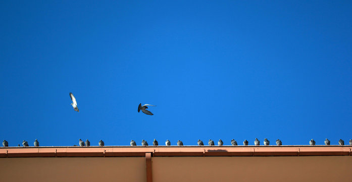 pigeons on the roof  