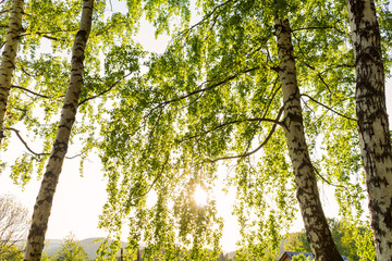 Forest with the last of the sun shining through the trees.