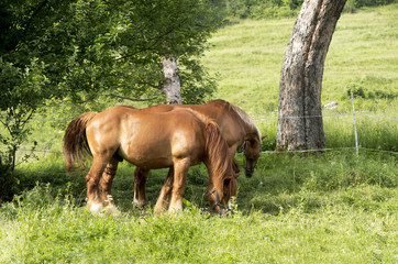 Konie w sadzie w górach © JDziedzic
