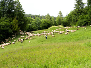 Tradycyjny wypas owiec na łąkach w Pieninach  Niskich - obrazy, fototapety, plakaty