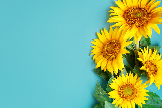 Beautiful sunflowers on blue background. View from above. Background with copy space.