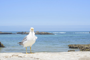 Seagull at the Atlantic ocean