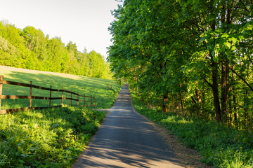 Obraz premium Cycling in Nature Forest on a rainy day. Road in Forest nature. Green forest road. Nature. Road. Natural environment.