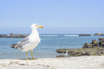 Fototapeta na wymiar Seagull at the Atlantic ocean