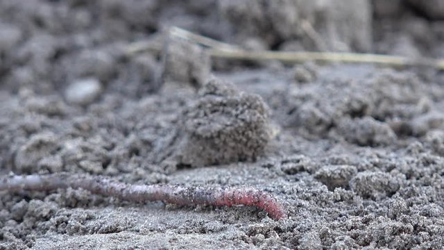 Earthworm crawls over the ground in the nature
