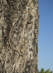 Fototapeta premium green spotted bush snake