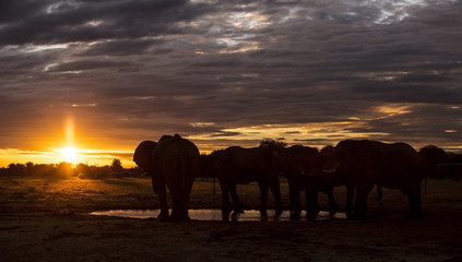 Fototapeta na wymiar Elephant sundowner