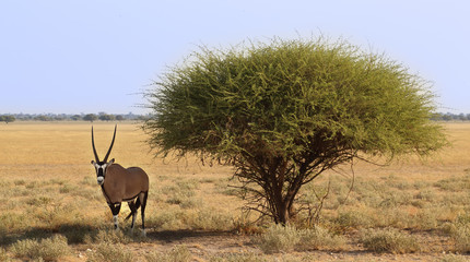 Oryx or gemsbok
