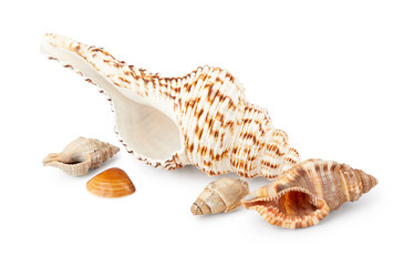 Seashells isolated on white background