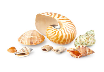 Seashells isolated on white background