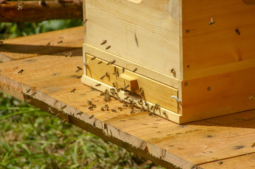 Fototapeta na wymiar Einflugloch mit vielen davor fliegenden Honigbienen in einer Imkerei im Sommer