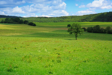 Tree on green meadow.