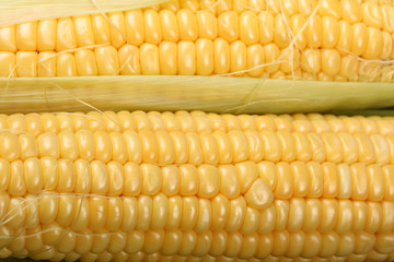Ripe corn heads in a row on a green leaves close-up. Background