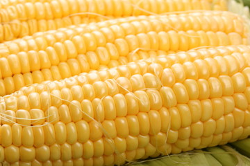 Ripe corn heads in a row on a green leaves close-up. Background