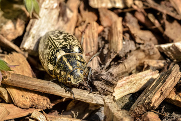 espèce de gros insectes