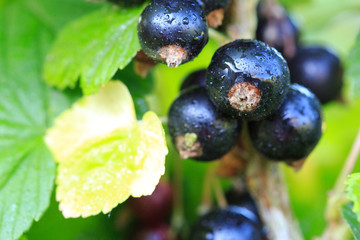 Close-up of black currant berries on a branch.