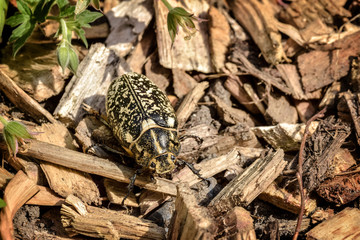espèce de gros insectes