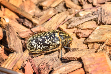 espèce de gros insectes