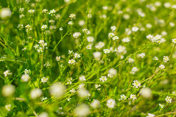 Fresh green spring grass in the morning background