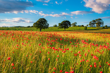 Zonovergoten Poppy Field / Een papaverveld vol rode papavers in de zomer bij Corbridge in Northumberland