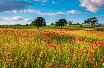 Wall murals Countryside Sunlit Poppy Field / A poppy field full of red poppies in summer near Corbridge in Northumberland