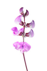 Purple Flowers of Lablab purpureus or hyacinth bean isolated on white background