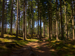 Beautiful forest in Söderåsen National Park in South Sweden, partially shaded during summer