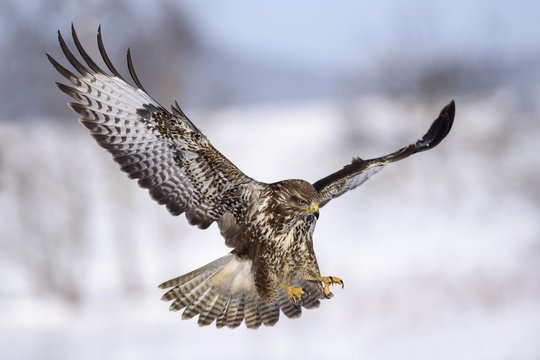 Buzzard (Buteo buteo), in flight over a snowy landscape, Swabian Alb Biosphere Reserve, Baden-Wurttemberg, Germany, Europe