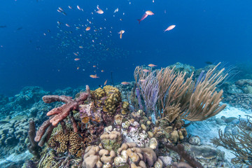 Caribbean coral reef