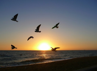 Fototapeta na wymiar Birds Flying Across the Sea