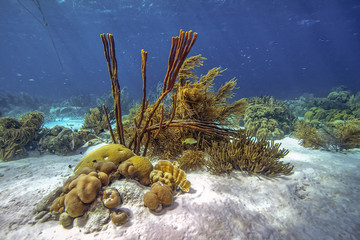 Caribbean coral reef