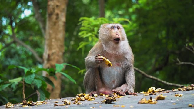 The monkey eats a banana and looks around in surprise. wild nature, the natural habitat of monkeys
