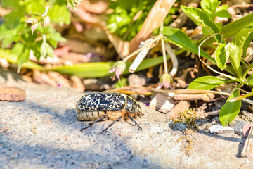 espèce de gros insectes