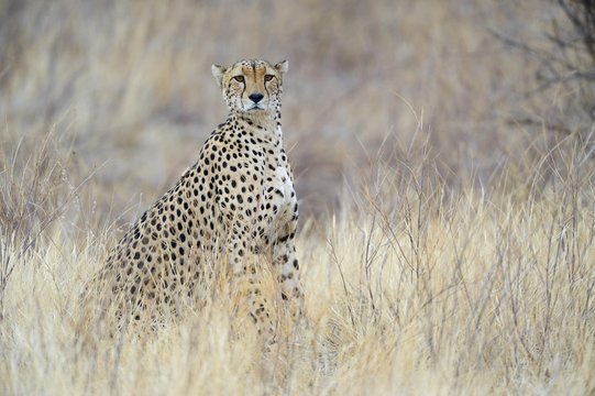 Cheetah (Acinonyx jubatus), strong male, Samburu National Reserve, Kenya, Africa