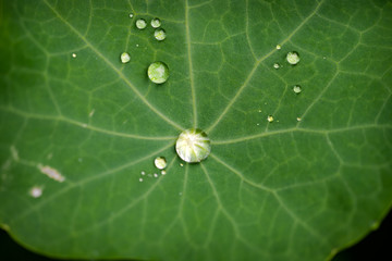 Tau auf grünem Blatt. Detaillierte Makro Aufnahme von einem grünen, geäderten Blatt mit...