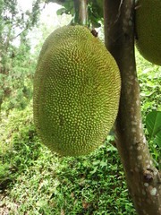 The fruit is jackfruit, or eve, or Indian breadfruit. Mulberry, a close relative of the breadfruit tree.