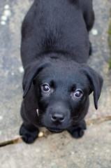 Black Lab Puppy 3