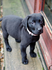 Black Lab Puppy 1