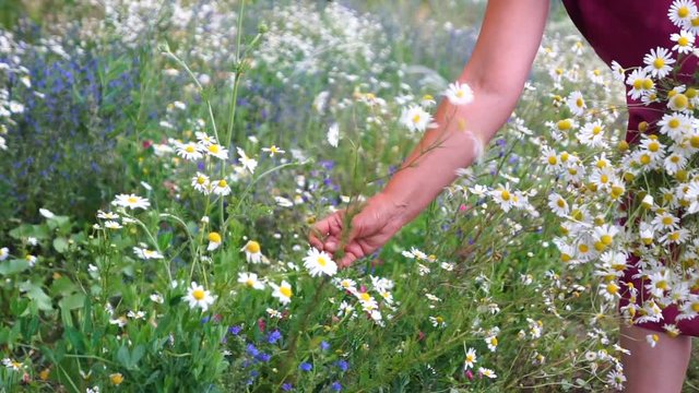 woman hands pick daisy flowers between cornflower in summer field
