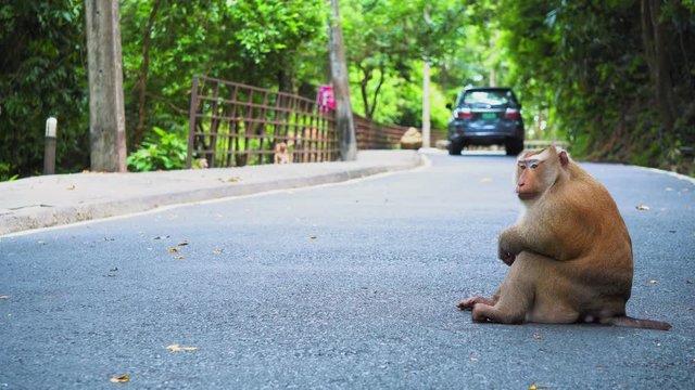 the monkey is sitting on the road. cars drive past monkeys. national park, road in the jungle