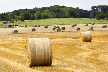Golden rolls of hay in the fields