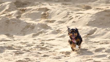 Pup Beach Run